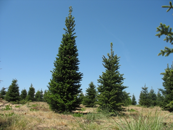 Specijalni rezevat prirode Paljevine 1